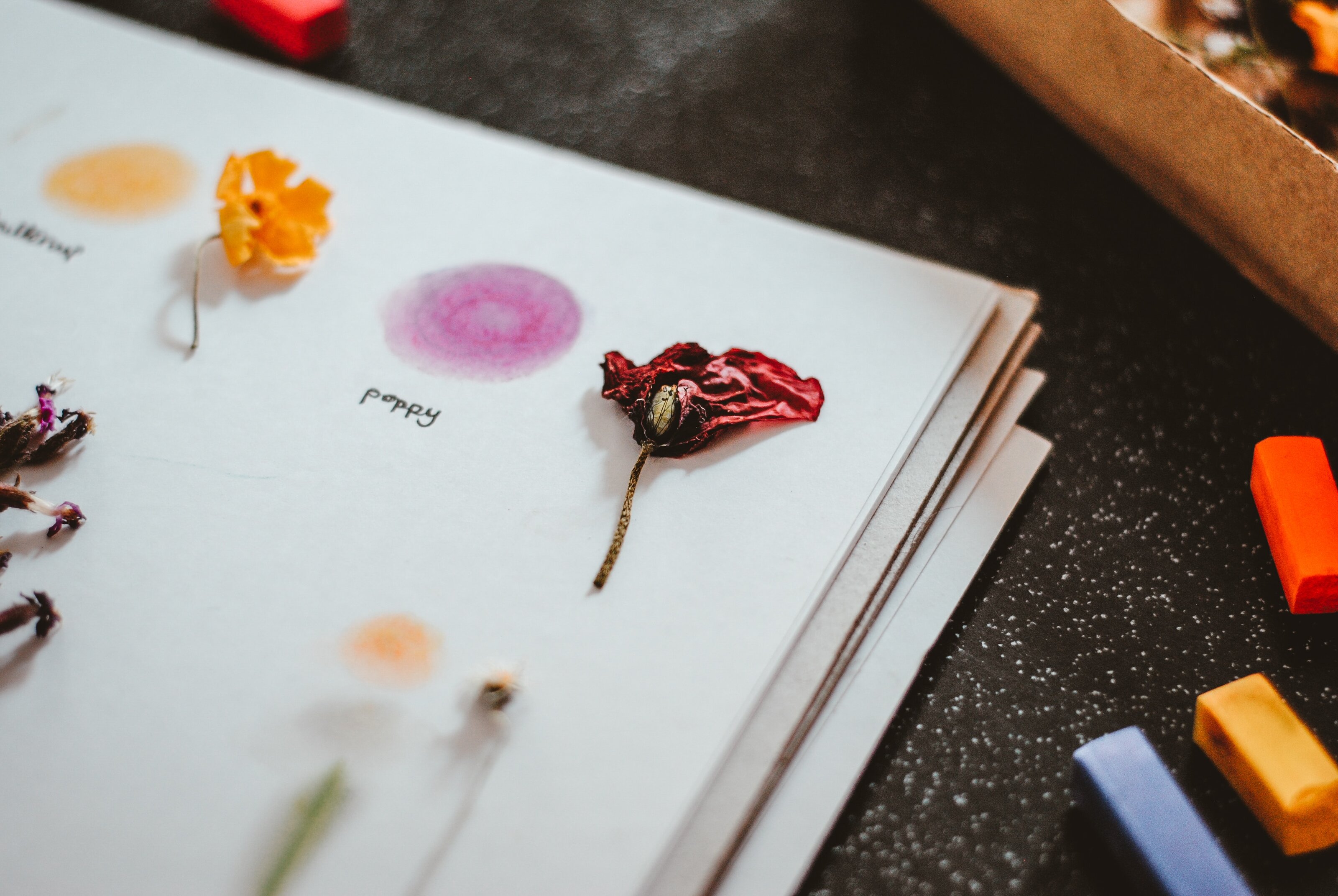 Pressed flowers in a journal